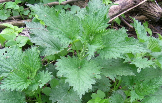 Pokrzywa zwyczajna Urtica dioica