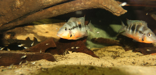 Para Pielęgnic Meeka Thorichthys meeki z potomstwem