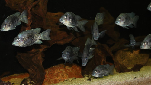 Endemiczne pielęgnice Ptychochromis oligacantchus z Madagaskaru