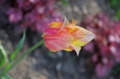 Tulipany_10