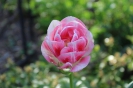 Tulipany_11