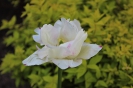 Tulipany_12