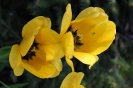 Tulipany_14