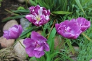 Tulipany_16