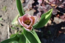 Tulipany_3