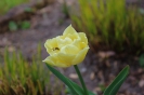 Tulipany_4