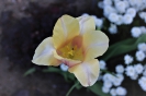 Tulipany_8